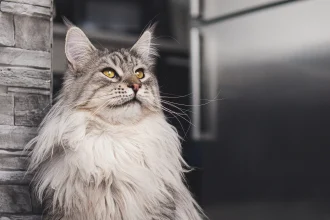 Πού οφείλονται τα φαλακρά σημεία στο τρίχωμα μιας γάτας