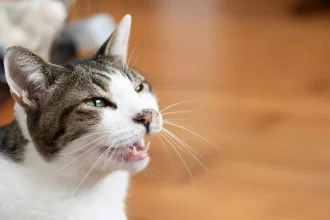 Γιατί μια γάτα νιαουρίζει συνέχεια