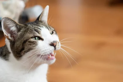 Γιατί μια γάτα νιαουρίζει συνέχεια