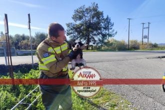Μεσολόγγι: Πέταξαν κουτάβια σε αυλάκι - Τα έσωσε η Πυροσβεστική ΦΩΤΟ