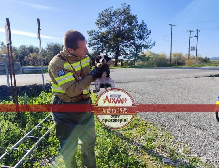 Μεσολόγγι: Πέταξαν κουτάβια σε αυλάκι - Τα έσωσε η Πυροσβεστική ΦΩΤΟ