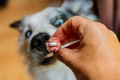 Πώς θα δώσετε στον σκύλο σας ένα χάπι – Οι ιδανικές λιχουδιές για να το κρύψετε