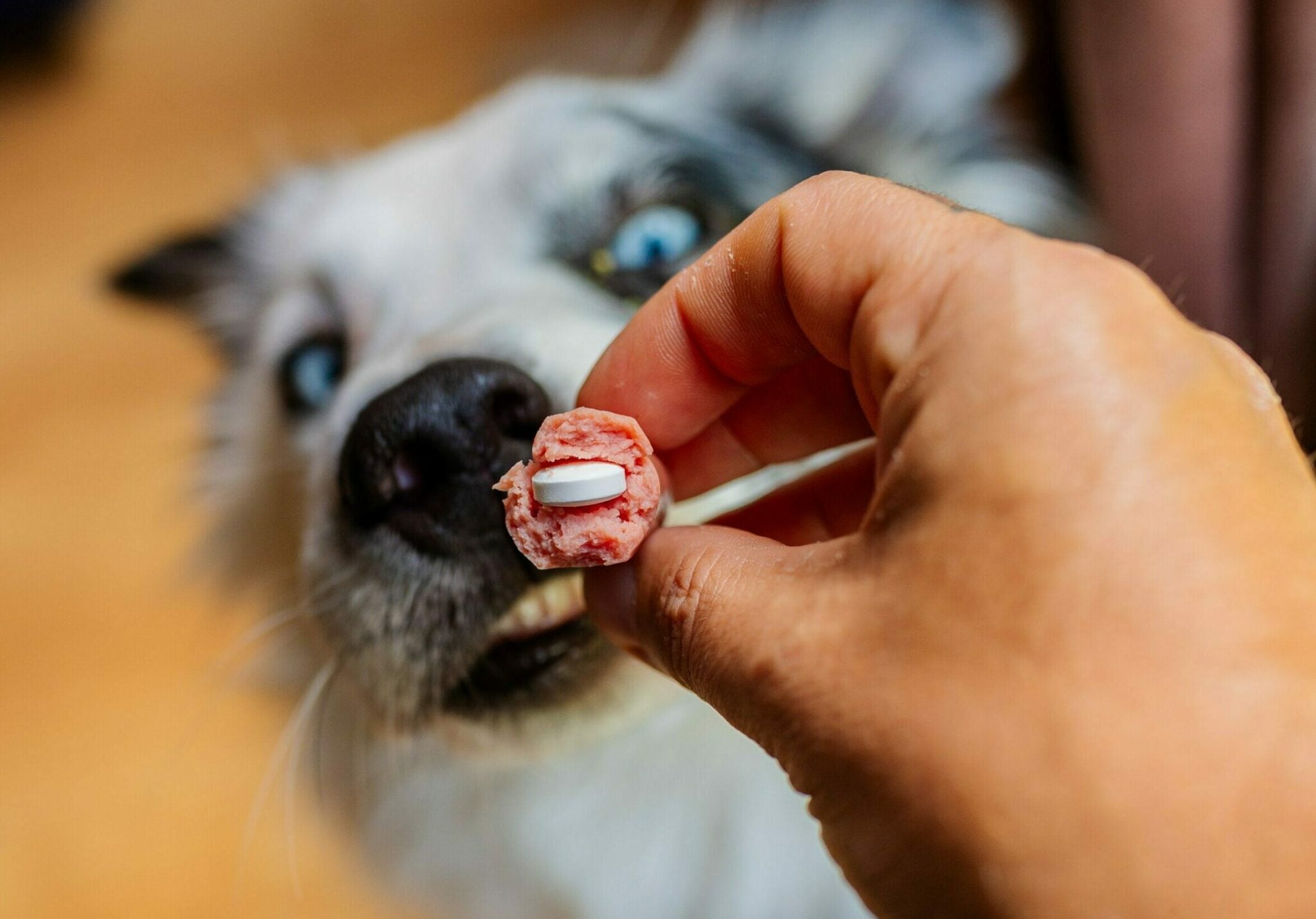 Πώς θα δώσετε στον σκύλο σας ένα χάπι – Οι ιδανικές λιχουδιές για να το κρύψετε