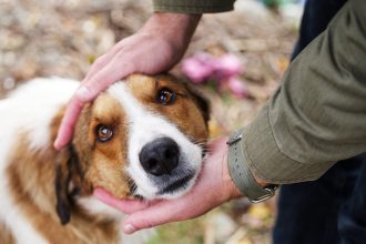 Γιατί ο σκύλος μας συμπαθεί τους ίδιους ανθρώπους με εμάς