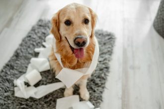 4 σημάδια ότι ο σκύλος σας θέλει να πάει τουαλέτα