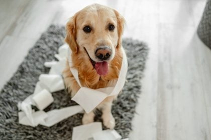 4 σημάδια ότι ο σκύλος σας θέλει να πάει τουαλέτα