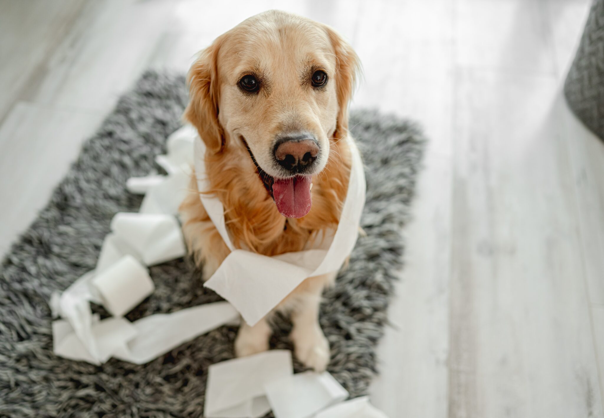 4 σημάδια ότι ο σκύλος σας θέλει να πάει τουαλέτα