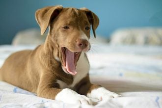 Γιατί χασμουριούνται οι σκύλοι - Δεν σημαίνει μόνο ότι νυστάζουν