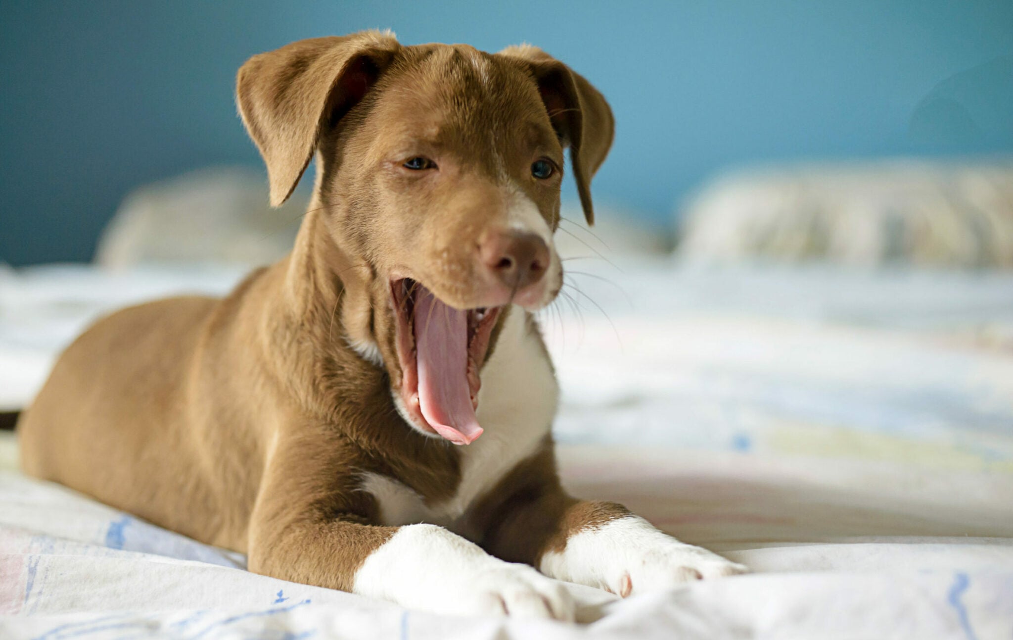 Γιατί χασμουριούνται οι σκύλοι – Δεν σημαίνει μόνο ότι νυστάζουν