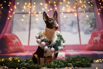 Χριστούγεννα με ασφάλεια με το κατοικίδιό σας – Τι πρέπει να προσέξετε