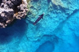 Οι φώκιες Monachus monachus κρύβονται σε σπηλιές για να γλυτώσουν από τους τουρίστες