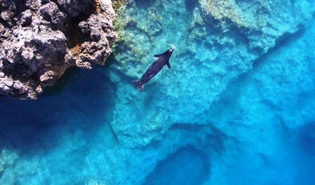 Οι φώκιες Monachus monachus κρύβονται σε σπηλιές για να γλυτώσουν από τους τουρίστες