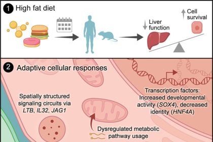 Ποιες είναι οι επιπτώσεις στα ηπατικά κύτταρα από τις λιπαρές τροφές