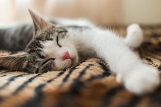 Γιατί οι γάτες κοιμούνται τόσο πολύ; Τι κρύβει αυτή η συμπεριφορά