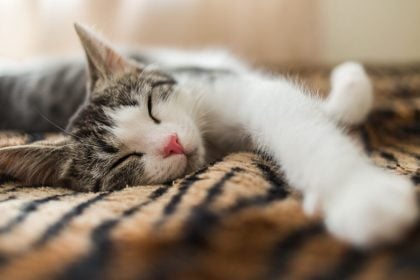 Γιατί οι γάτες κοιμούνται τόσο πολύ; Τι κρύβει αυτή η συμπεριφορά
