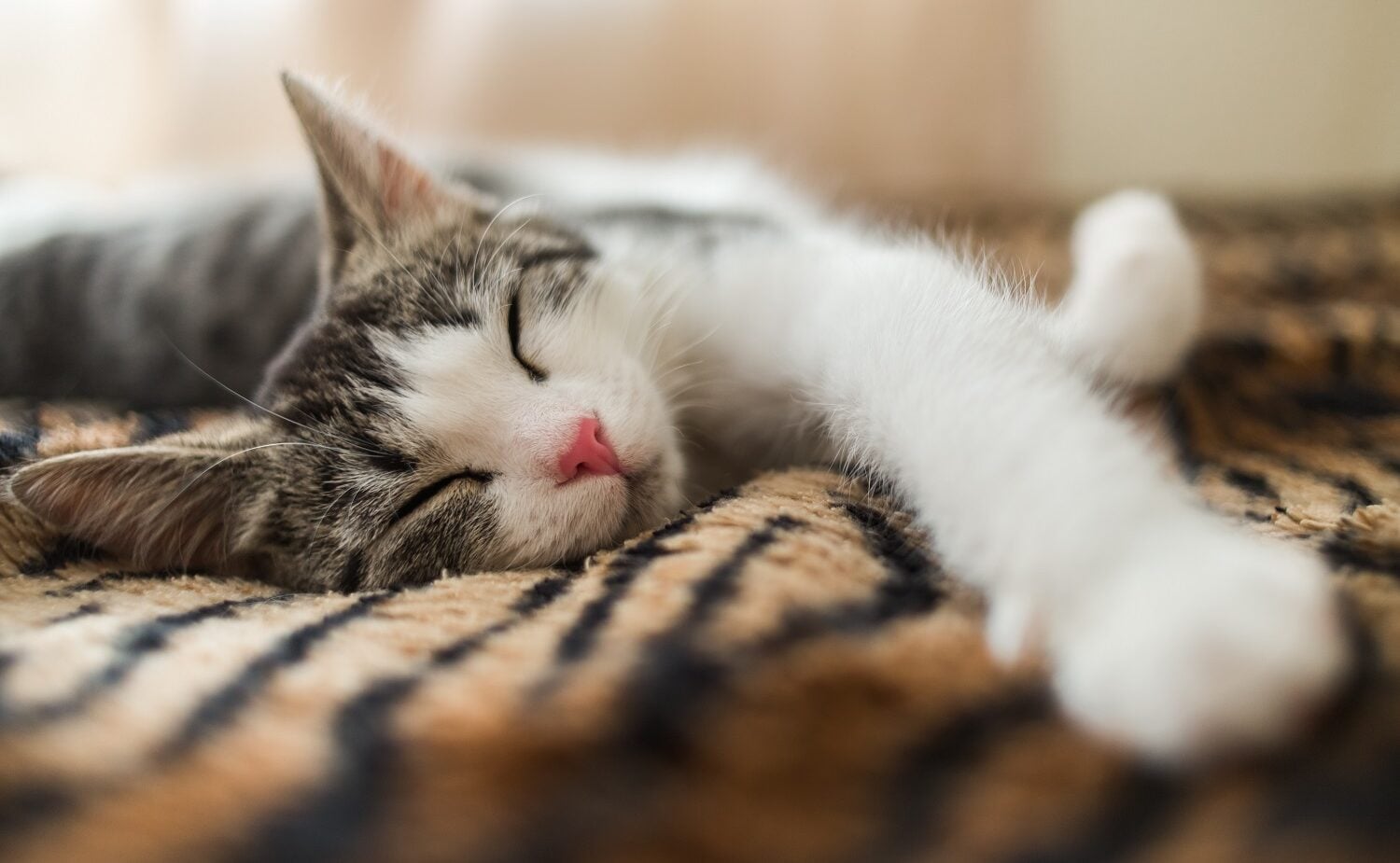 Γιατί οι γάτες κοιμούνται τόσο πολύ; Τι κρύβει αυτή η συμπεριφορά