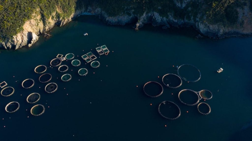 Νέο πρόγραμμα ύψους 26 εκατ. ευρώ για μεταποίηση προϊόντων αλιείας και υδατοκαλλιέργειας