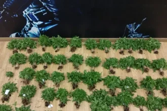 Ιταλία: Συνελήφθησαν 384 άτομα για διακίνηση ναρκωτικών – Κατασχέθηκαν 1,4 τόνοι σε μεγάλης κλίμακας επιχείρηση σε 3 πόλεις