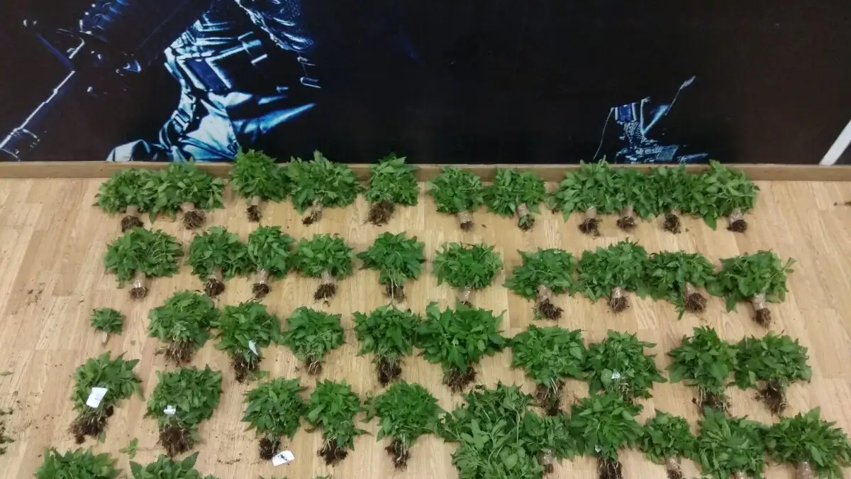 Ιταλία: Συνελήφθησαν 384 άτομα για διακίνηση ναρκωτικών – Κατασχέθηκαν 1,4 τόνοι σε μεγάλης κλίμακας επιχείρηση σε 3 πόλεις