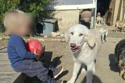 Ζάκυνθος: Ανείπωτη θλίψη για τον 2χρονο που κατασπαράχθηκε από το πίτμπουλ – «Η κόρη μου φώναξε και έτρεξα» λέει ο πατέρας