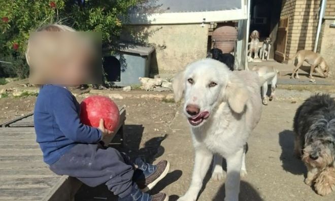 Ζάκυνθος: Ανείπωτη θλίψη για τον 2χρονο που κατασπαράχθηκε από το πίτμπουλ – «Η κόρη μου φώναξε και έτρεξα» λέει ο πατέρας