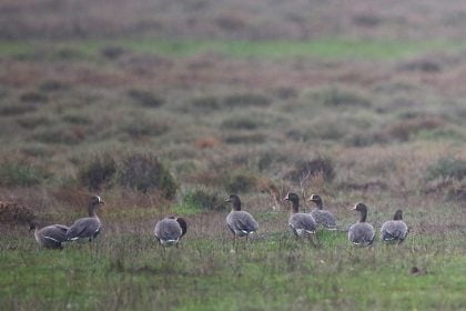 Δέλτα Έβρου: Επέστρεψαν οι παγκοσμίως απειλούμενες Νανόχηνες - Έκκληση για προσοχή και ελαχιστοποίηση όχλησης