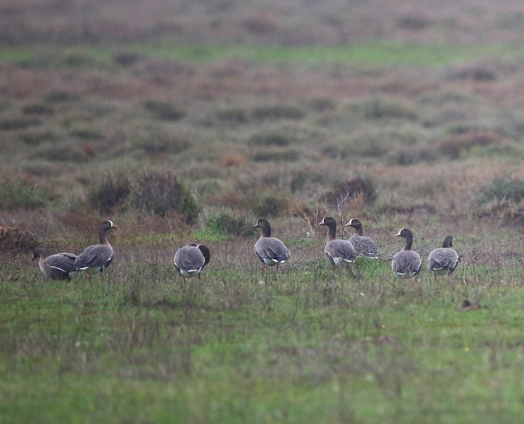 Δέλτα Έβρου: Επέστρεψαν οι παγκοσμίως απειλούμενες Νανόχηνες - Έκκληση για προσοχή και ελαχιστοποίηση όχλησης
