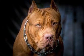 Πίτμπουλ κατασπάραξαν 50χρονο και το 3 μηνών εγγονάκι του