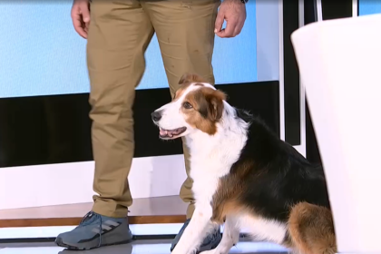 Σκύλοι, εκπαίδευση και υπευθυνότητα