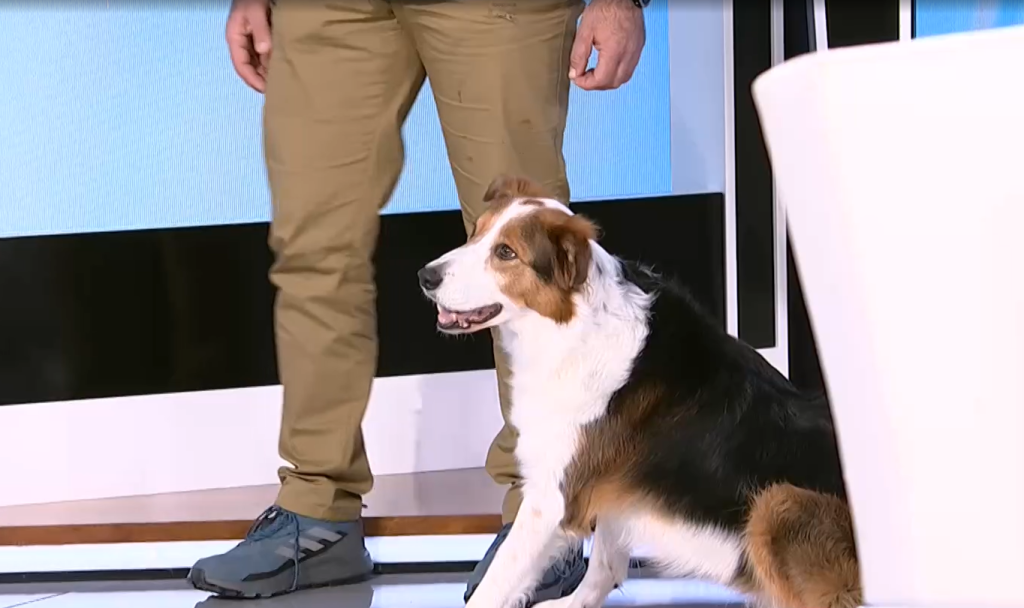 Σκύλοι, εκπαίδευση και υπευθυνότητα