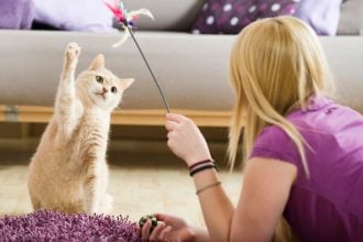 Ο απόλυτος οδηγός για να αφήσετε τη γάτα στο σπίτι με κάποιον να τη φροντίζει