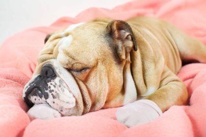 Ροχαλίζει ο σκύλος σας; 9 είναι οι πιθανοί λόγοι