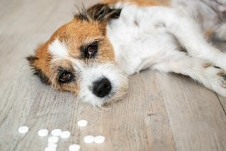 Τι πρέπει να κάνετε αν ο σκύλος σας φάει ένα ανθρώπινο χάπι