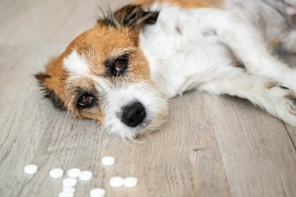 Τι πρέπει να κάνετε αν ο σκύλος σας φάει ένα ανθρώπινο χάπι