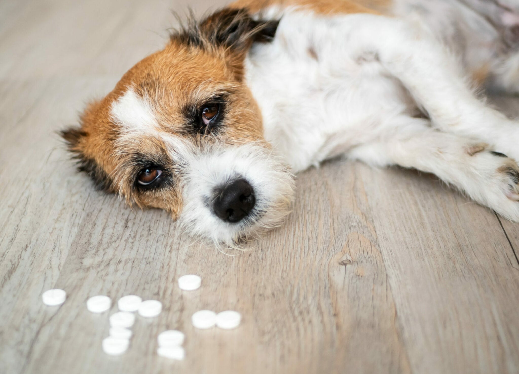 Τι πρέπει να κάνετε αν ο σκύλος σας φάει ένα ανθρώπινο χάπι