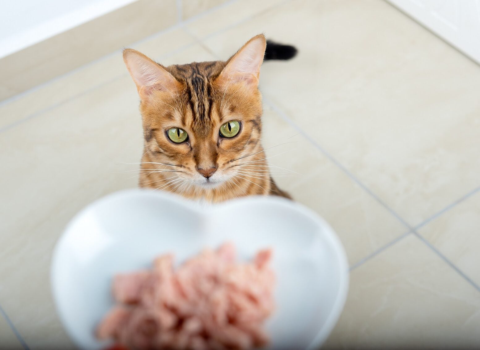 Γιατί δεν πρέπει να δίνετε συχνά ψάρι στη γάτα σας