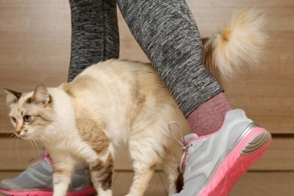 4 πράγματα που πρέπει να κάνετε αν πατήσετε κατά λάθος τη γάτα σας