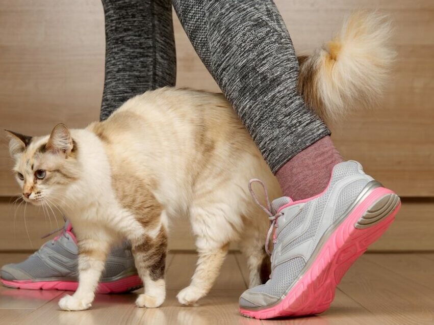 4 πράγματα που πρέπει να κάνετε αν πατήσετε κατά λάθος τη γάτα σας