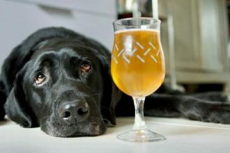 Αυτά είναι τα φαγητά και τα ποτά που πρέπει πάντα να κρύβετε αν έχετε σκύλο