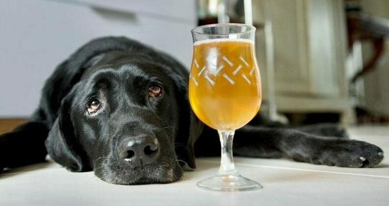 Αυτά είναι τα φαγητά και τα ποτά που πρέπει πάντα να κρύβετε αν έχετε σκύλο