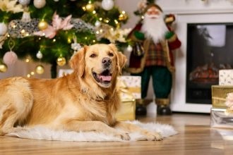 Το λάθος που κάνουμε τα Χριστούγεννα με τον σκύλο μας – Τι άλλο πρέπει να προσέχουμε