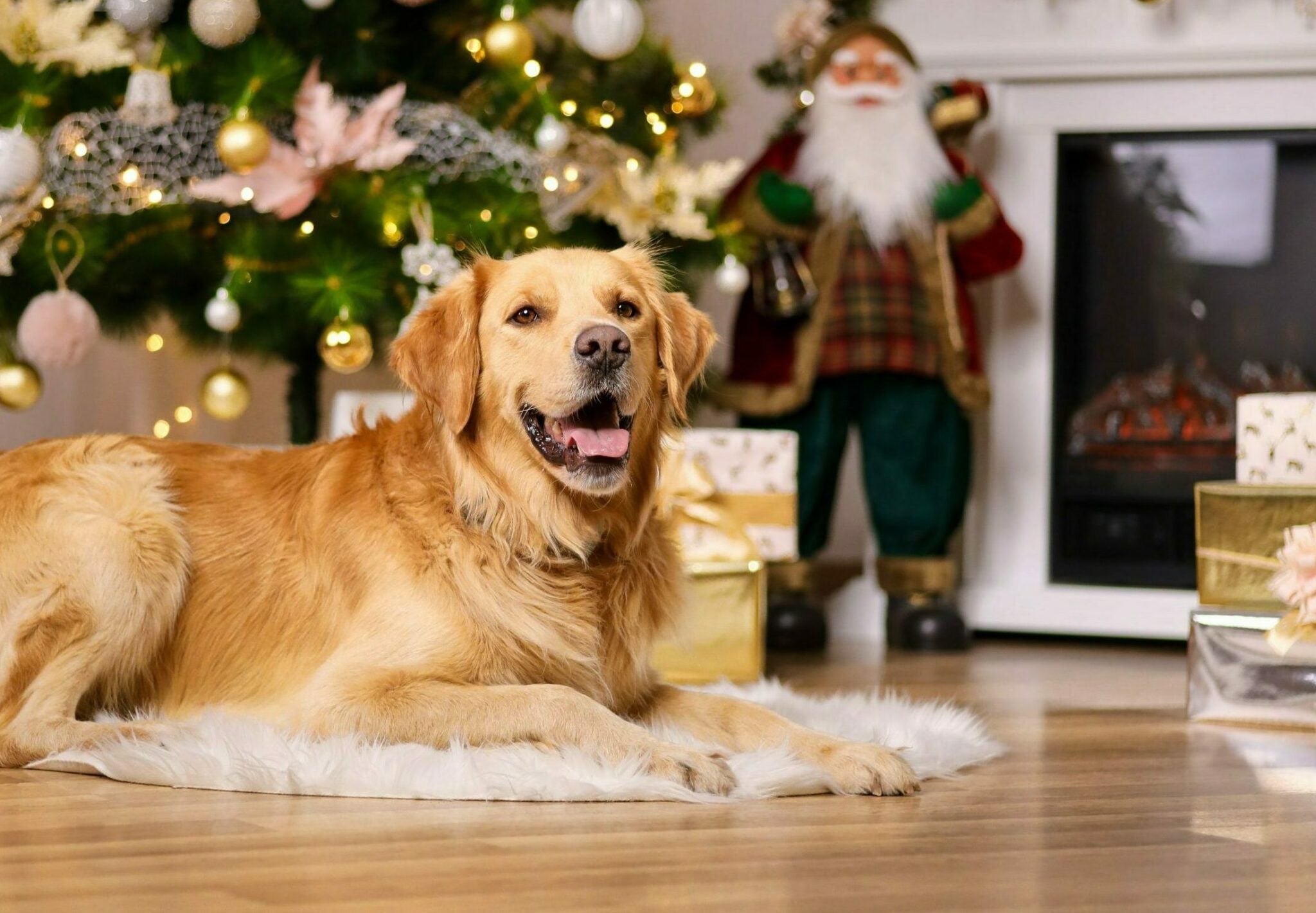 Το λάθος που κάνουμε τα Χριστούγεννα με τον σκύλο μας – Τι άλλο πρέπει να προσέχουμε