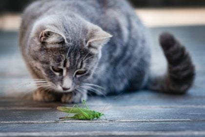 Τι μπορεί να συμβεί στη γάτα σας αν φάει κάποιο έντομο