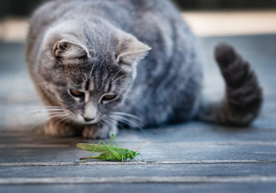 Τι μπορεί να συμβεί στη γάτα σας αν φάει κάποιο έντομο