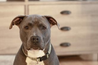 Πίτμπουλ: Η ενδιαφέρουσα ιστορία της πιο παρεξηγημένης φυλής σκύλων στον κόσμο