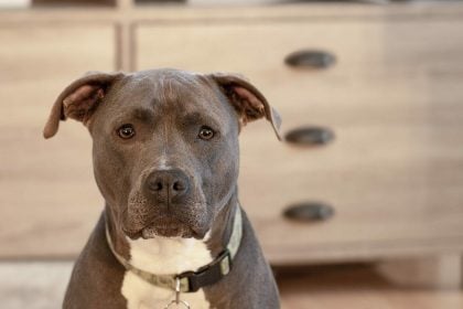 Πίτμπουλ: Η ενδιαφέρουσα ιστορία της πιο παρεξηγημένης φυλής σκύλων στον κόσμο