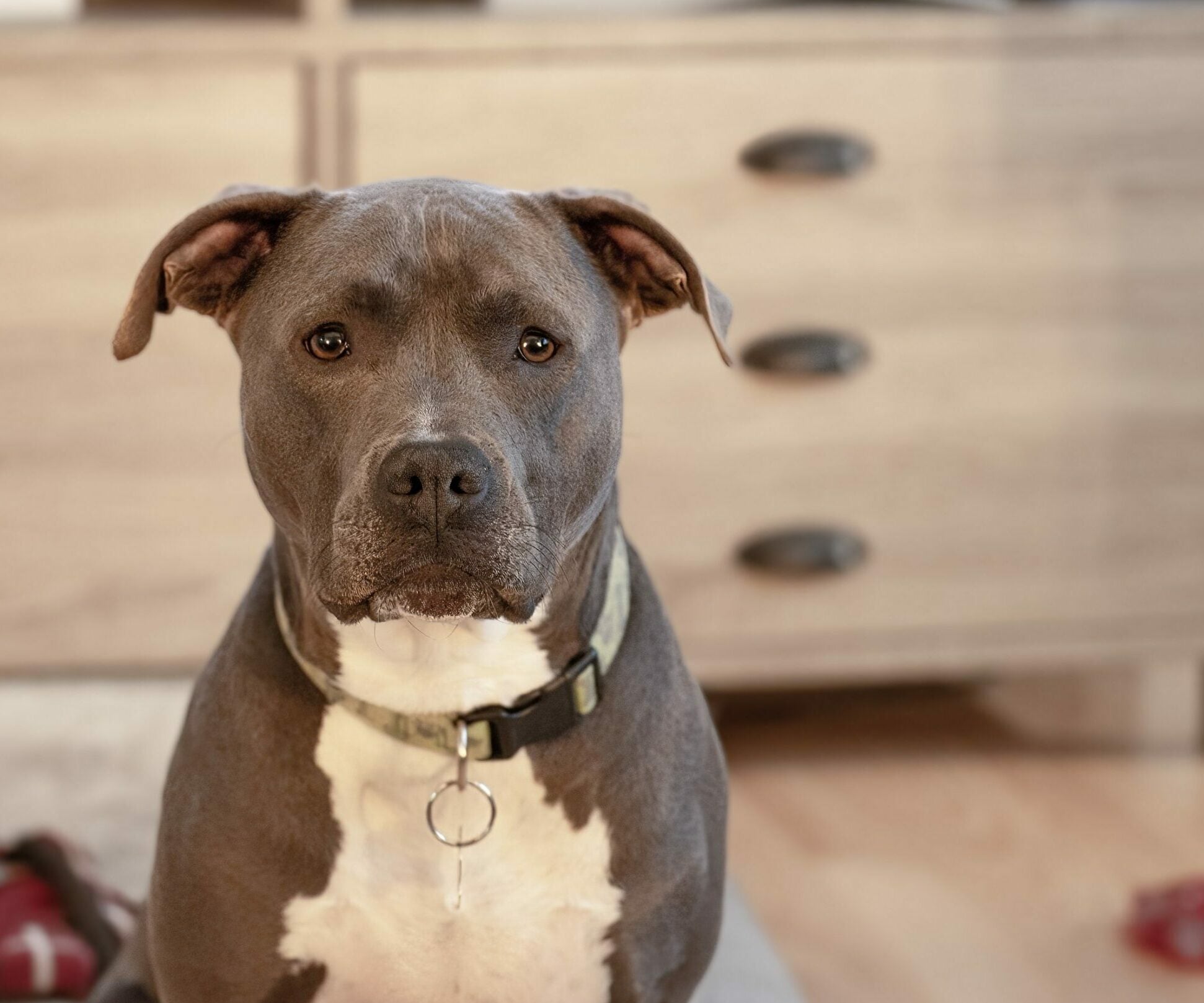 Πίτμπουλ: Η ενδιαφέρουσα ιστορία της πιο παρεξηγημένης φυλής σκύλων στον κόσμο