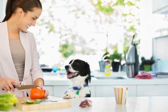 Τι φαγητά μπορούμε να δώσουμε στον σκύλο μας αν ξεμείνουμε από σκυλοτροφή – Λύσεις έκτακτης ανάγκης