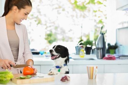 Τι φαγητά μπορούμε να δώσουμε στον σκύλο μας αν ξεμείνουμε από σκυλοτροφή – Λύσεις έκτακτης ανάγκης