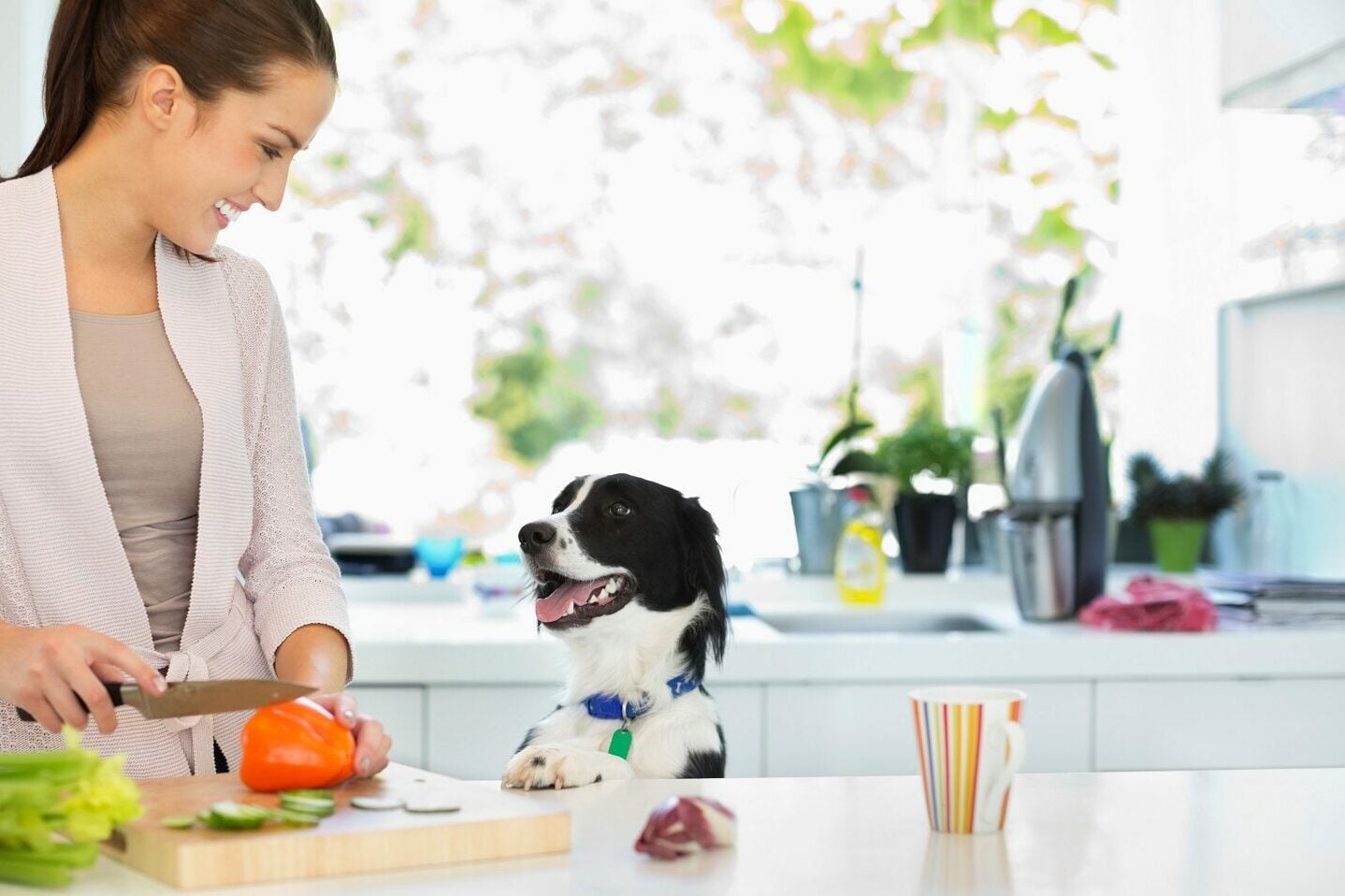 Τι φαγητά μπορούμε να δώσουμε στον σκύλο μας αν ξεμείνουμε από σκυλοτροφή – Λύσεις έκτακτης ανάγκης